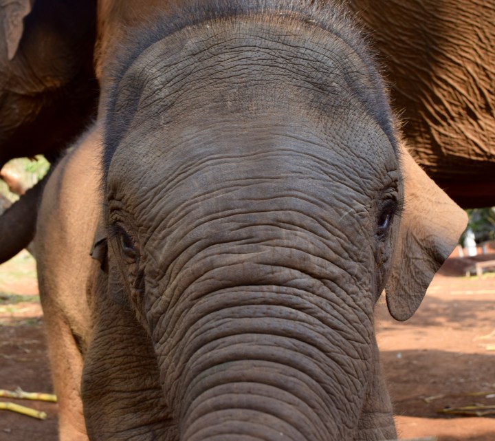 hong kong, elephant, travel