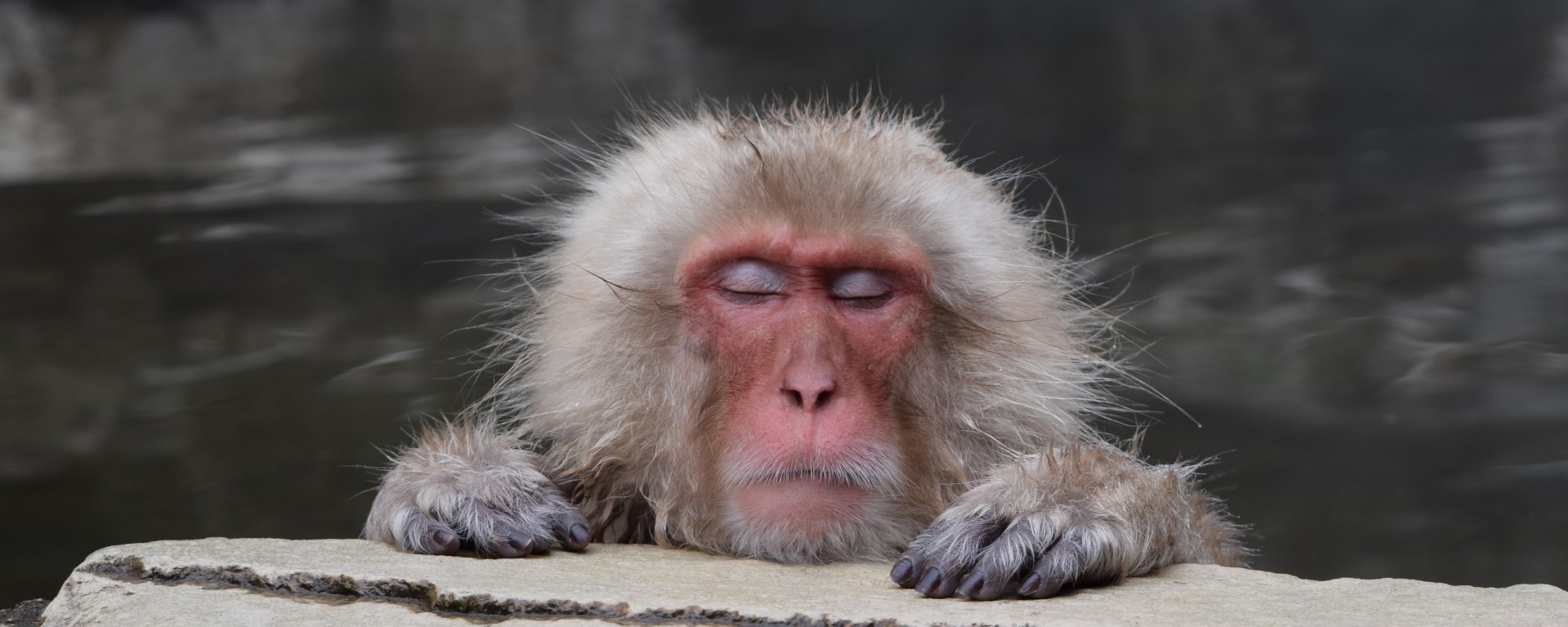 baboon, hong kong, travel