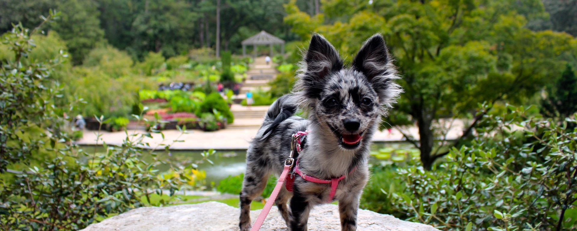 puppy, dog, duke gardens, duke