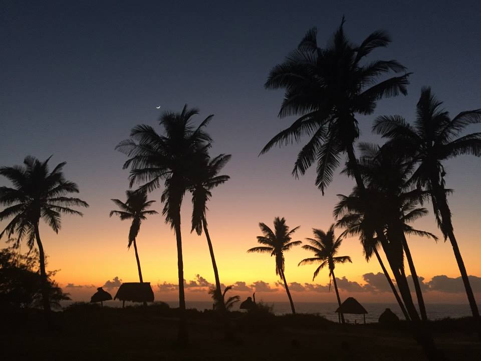mozambique, travel, palm trees, tropical