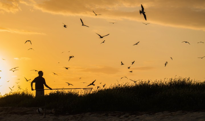 florida, birds, bird banding, terns, dry tortugas, florida
