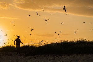 florida, birds, bird banding, terns, dry tortugas, florida