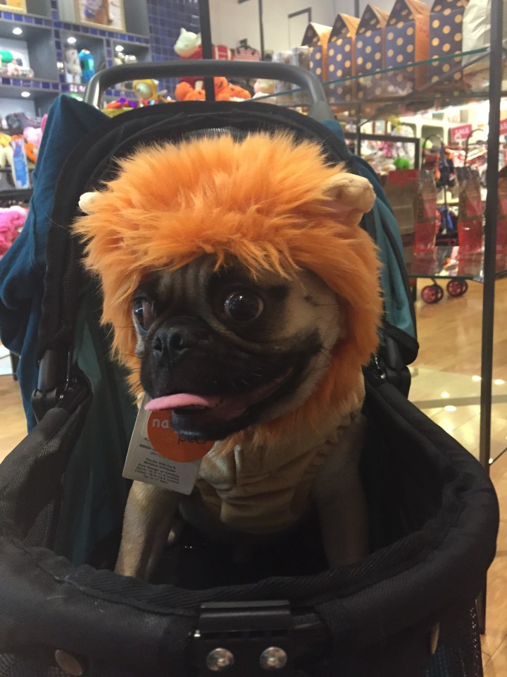 dog, halloween, new york city