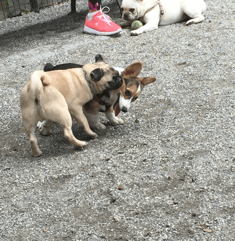 NYC, dog, travel, exploration