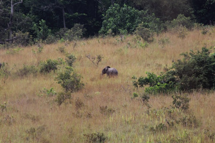 forest, elephant, gabon, africa, travel
