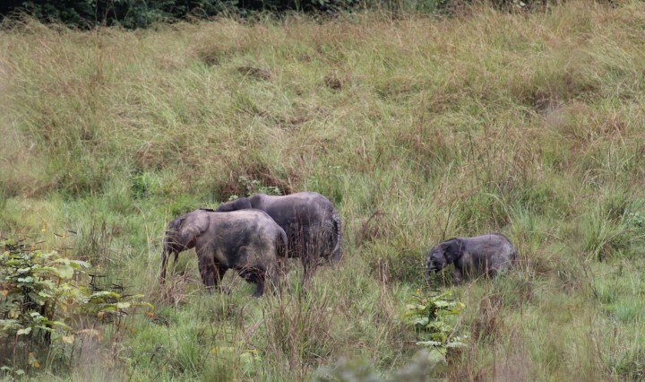 elephants, forest, gabon, africa