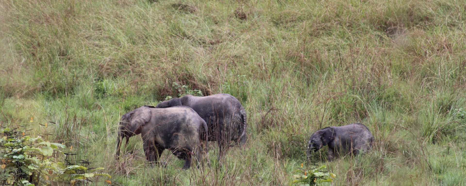 elephants, forest, gabon, africa