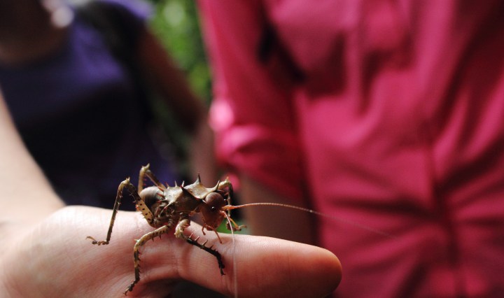 gabon, cricket, insect, entomology, travel, africa