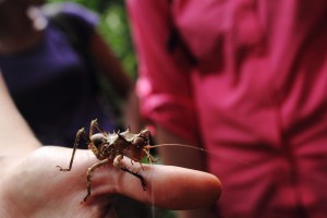 gabon, cricket, insect, entomology, travel, africa