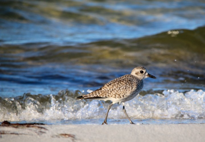 plover, shorebird, birding, nature, travel, florida