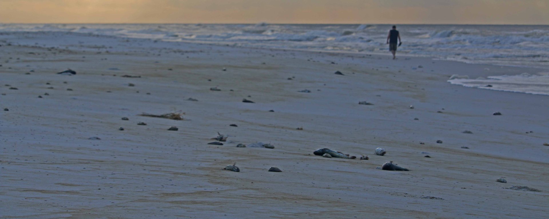 red tide, florida, panhandle