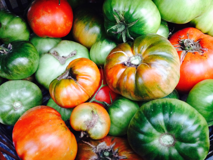 romania, tomatoes, garden