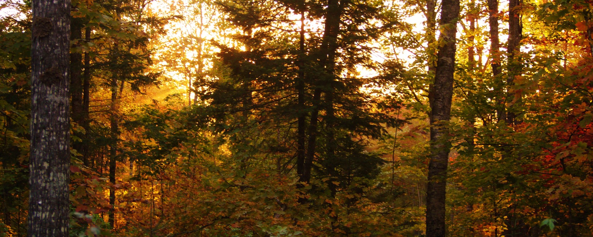maine, fall, forest, foliage