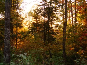 maine, fall, forest, foliage