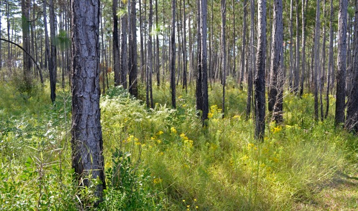 karick lake, florida, wildflowers, fall fores, travel