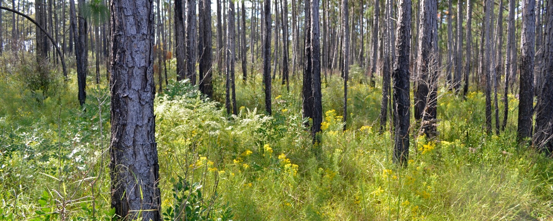 karick lake, florida, wildflowers, fall fores, travel