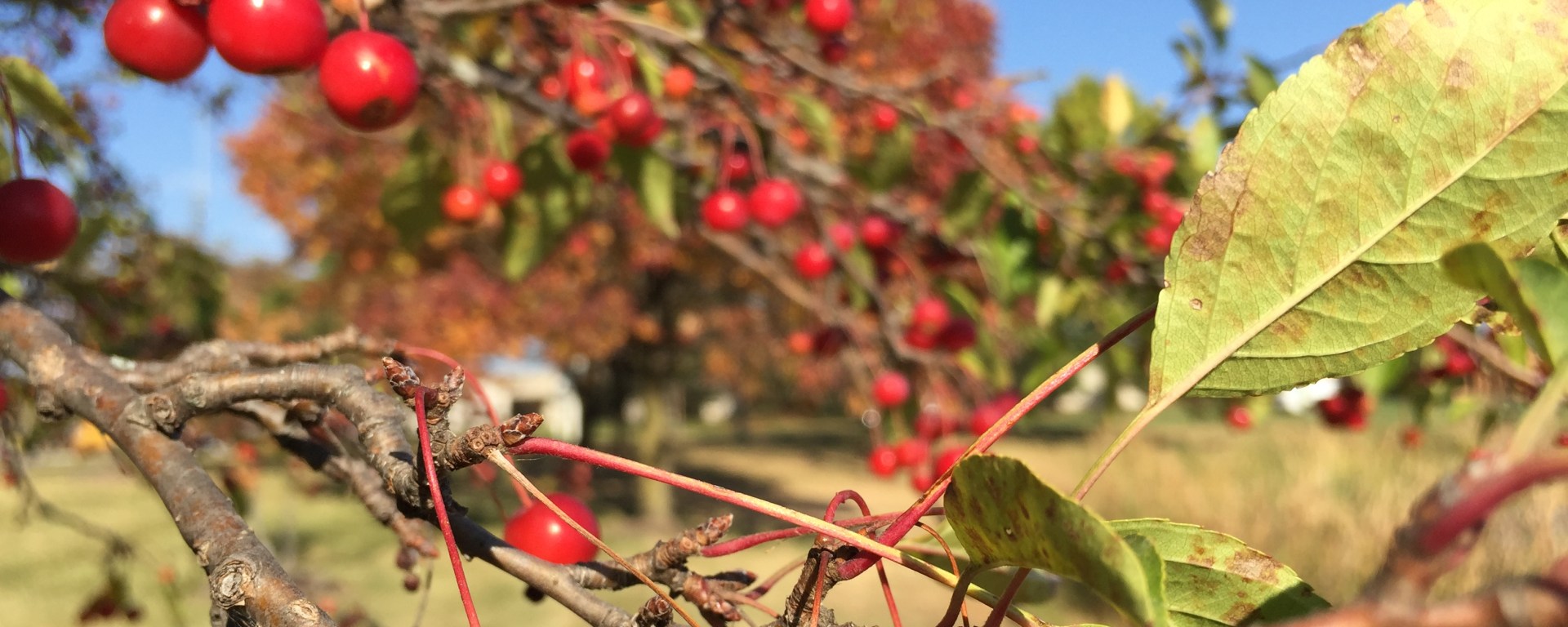 ohio, autumn, fall, travel, explore