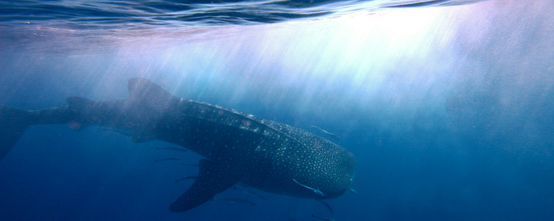 Whale shark, seychelles, africa, explore