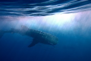 Whale shark, seychelles, africa, explore