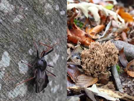 Left: A mystery insect on an American Beech tree. Right: A fungus reminiscent of corals in the ocean.