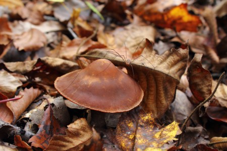 Perched on a mushroom, this spindly-legged critter is called a harvestman, and is in fact not a spider, although related.