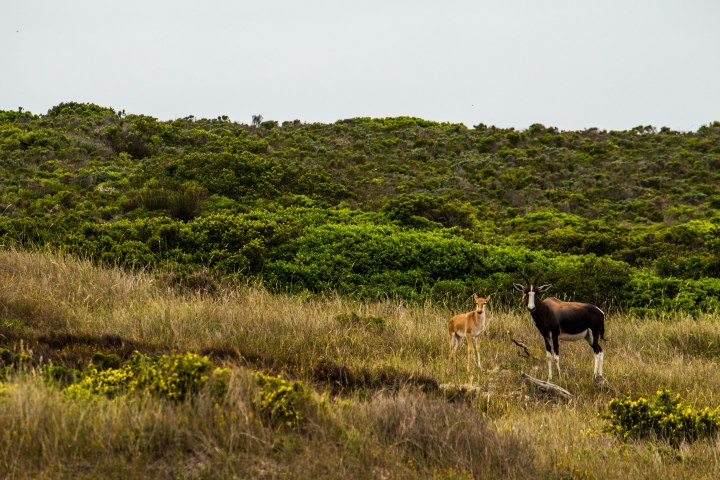 Bontebok Landscape