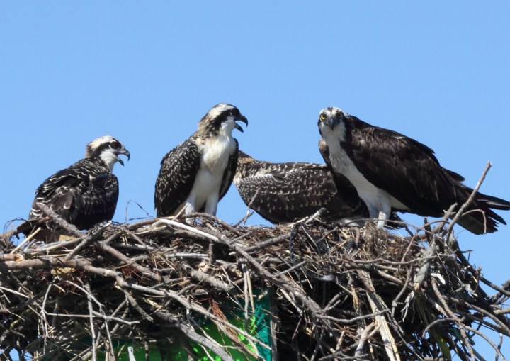 osprey, virginia, bird