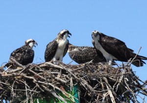 osprey, virginia, bird