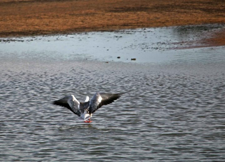 snow goose, ruff, birding, florida, okaloosa