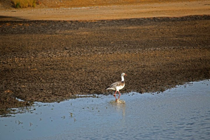 snow goose, okaloosa, florida, birding