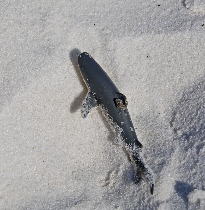 plastic, pollution, shark, oceans