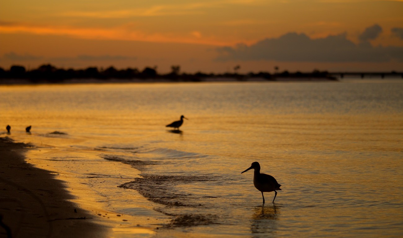 navarre, florida, panhandle, sunset, birding