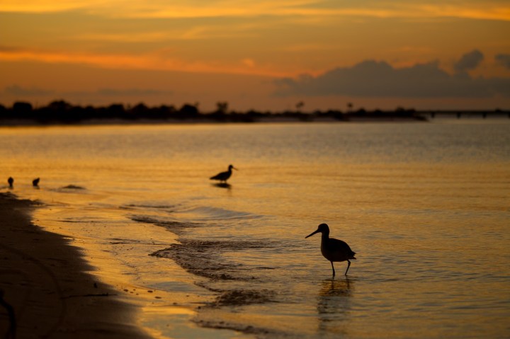 navarre, florida, panhandle, sunset, birding