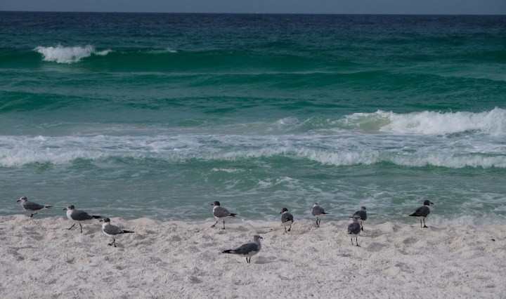 birding, nature, florida, birds