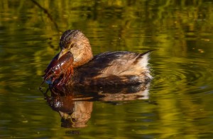 bird, nature, photography, grebe