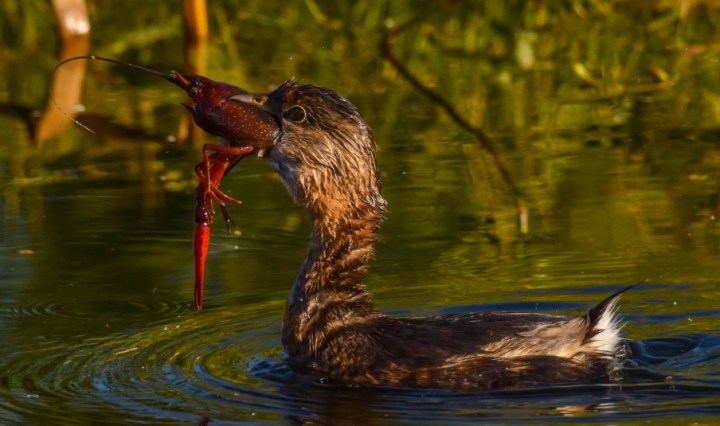 bird, nature, photography, grebe