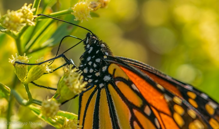 monarch, butterfly, florida, okaloosa