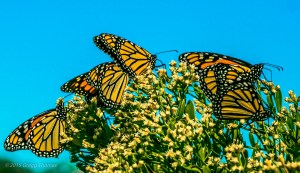 monarch, butterfly, florida, okaloosa