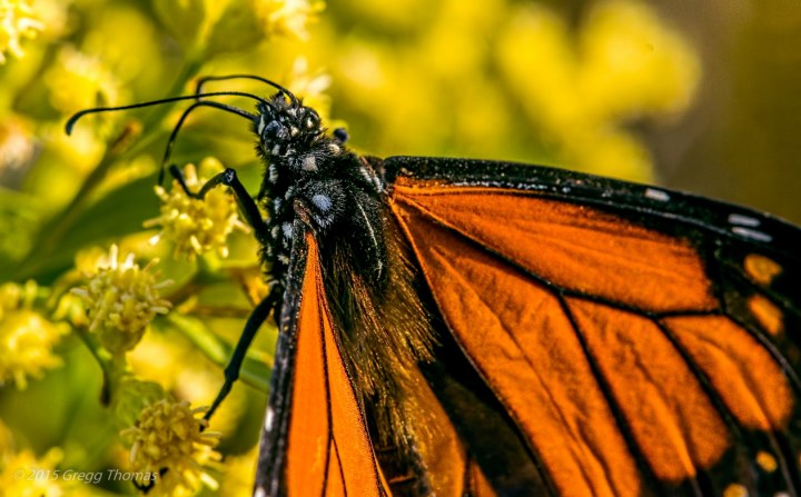 monarch, butterfly, florida, okaloosa