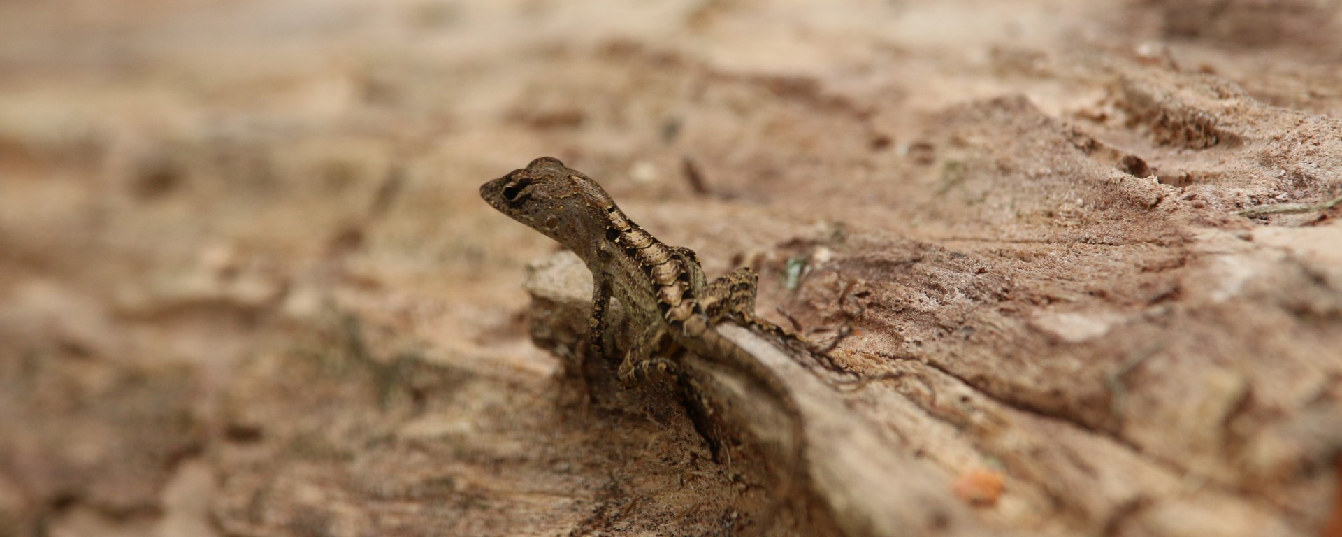 lizard, hillsborough river state park, florida