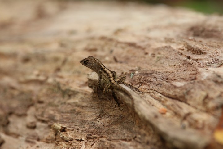 lizard, hillsborough river state park, florida