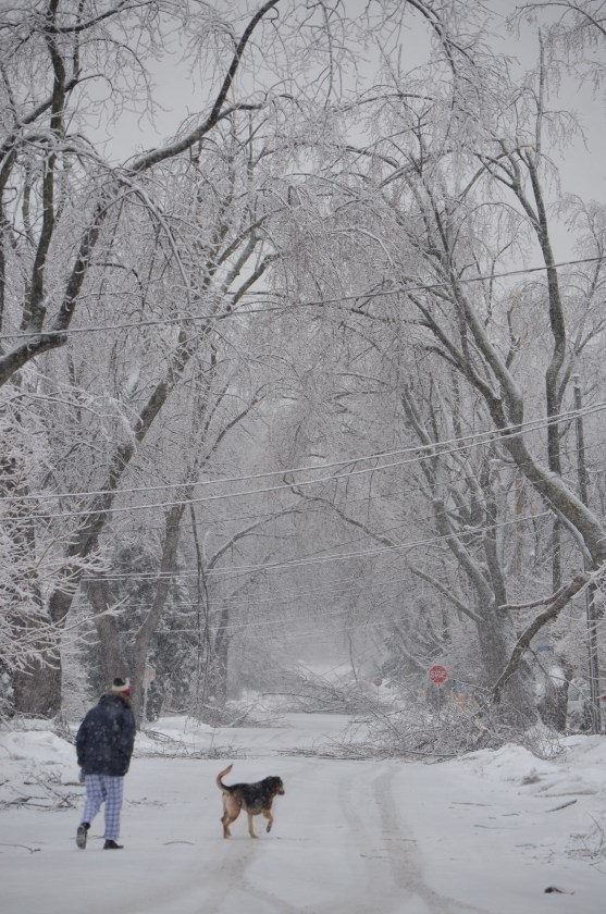 ice storm, winter, nature, canada