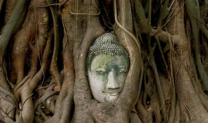 buddha, india, travel