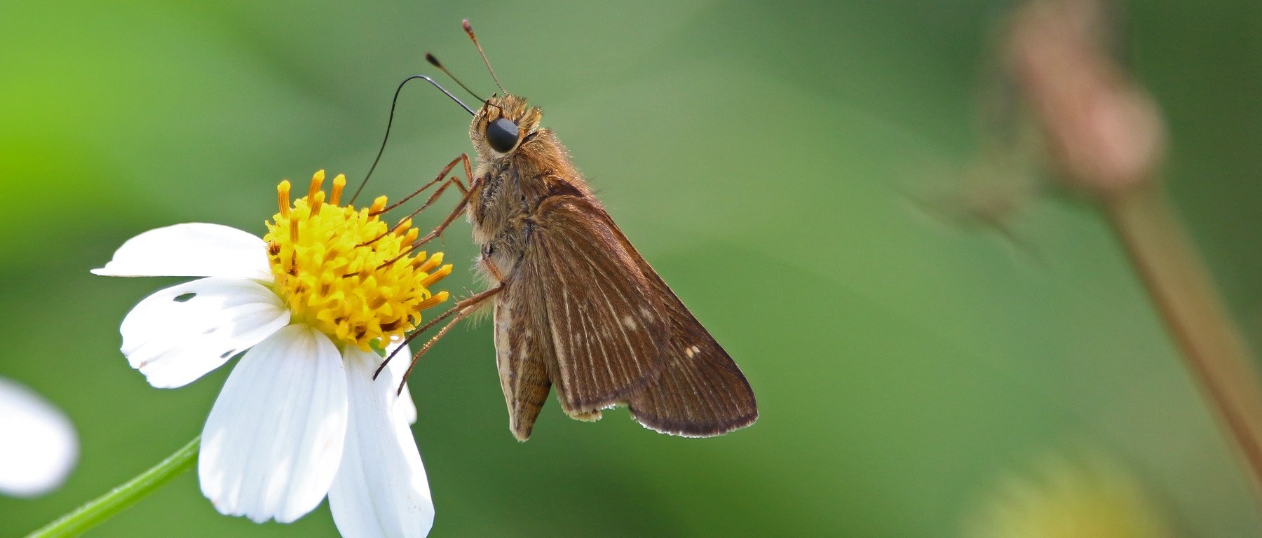 butterfly, nature, florida