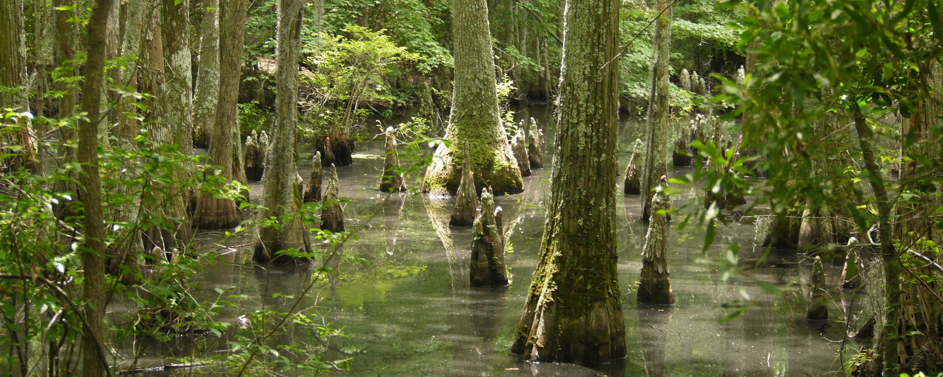 swamp, virginia, state park