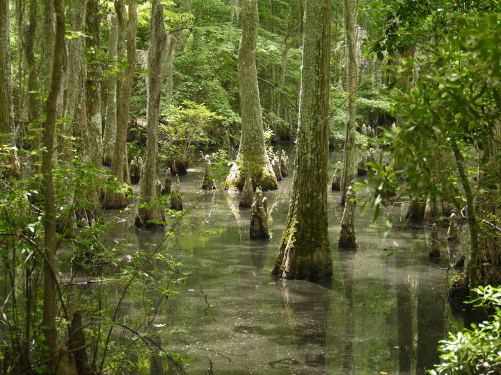 swamp, virginia, state park