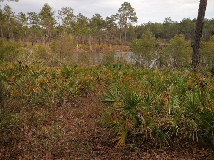florida scenic trail, hiking, nature