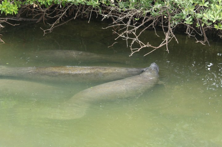 manatees, travel, tampa, florida
