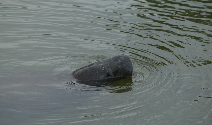 manatee, nature, travel, florida