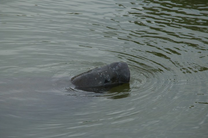 manatee, nature, travel, florida
